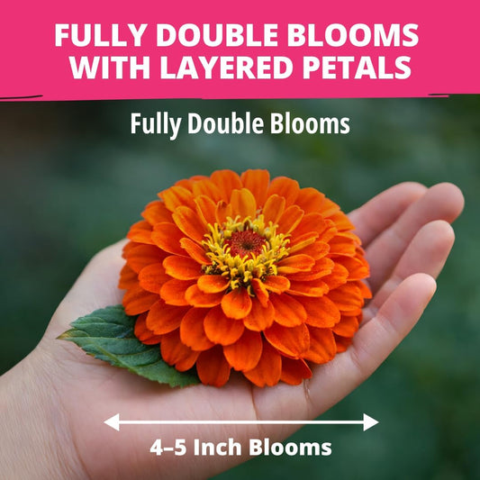 HOME GROWN Zinnia Dahlia Seeds Pack for 2026 Non GMO 524 Flower Seeds, Vibrant Zinnia Elegans for Pollinator Gardens, Borders &
