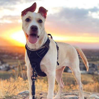 rabbitgoo Dog Harness No Pull with 2 Leash Clips, Adjustable Soft Padded, Reflective Oxford No Choke Pet Vest with Easy Control Handle for Large