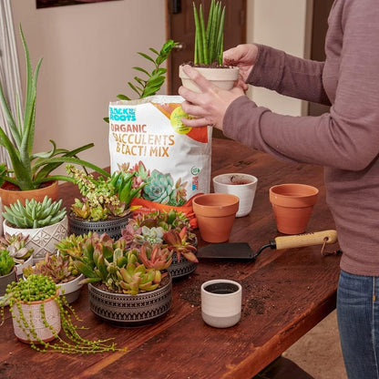 Back to the Roots 100% Organic Succulent & Cacti Mix (6 Quart), Made in the USA, Premium Nutrition for Indoor and Outdoor Plants