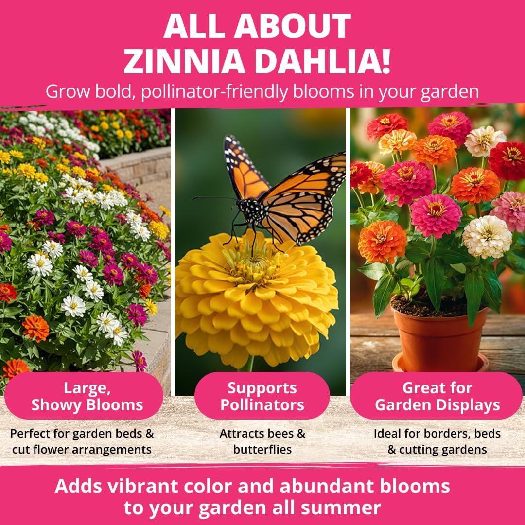 HOME GROWN Zinnia Dahlia Seeds Pack for 2026 Non GMO 524 Flower Seeds, Vibrant Zinnia Elegans for Pollinator Gardens, Borders &