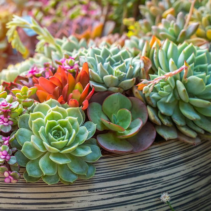 Back to the Roots 100% Organic Succulent & Cacti Mix (6 Quart), Made in the USA, Premium Nutrition for Indoor and Outdoor Plants