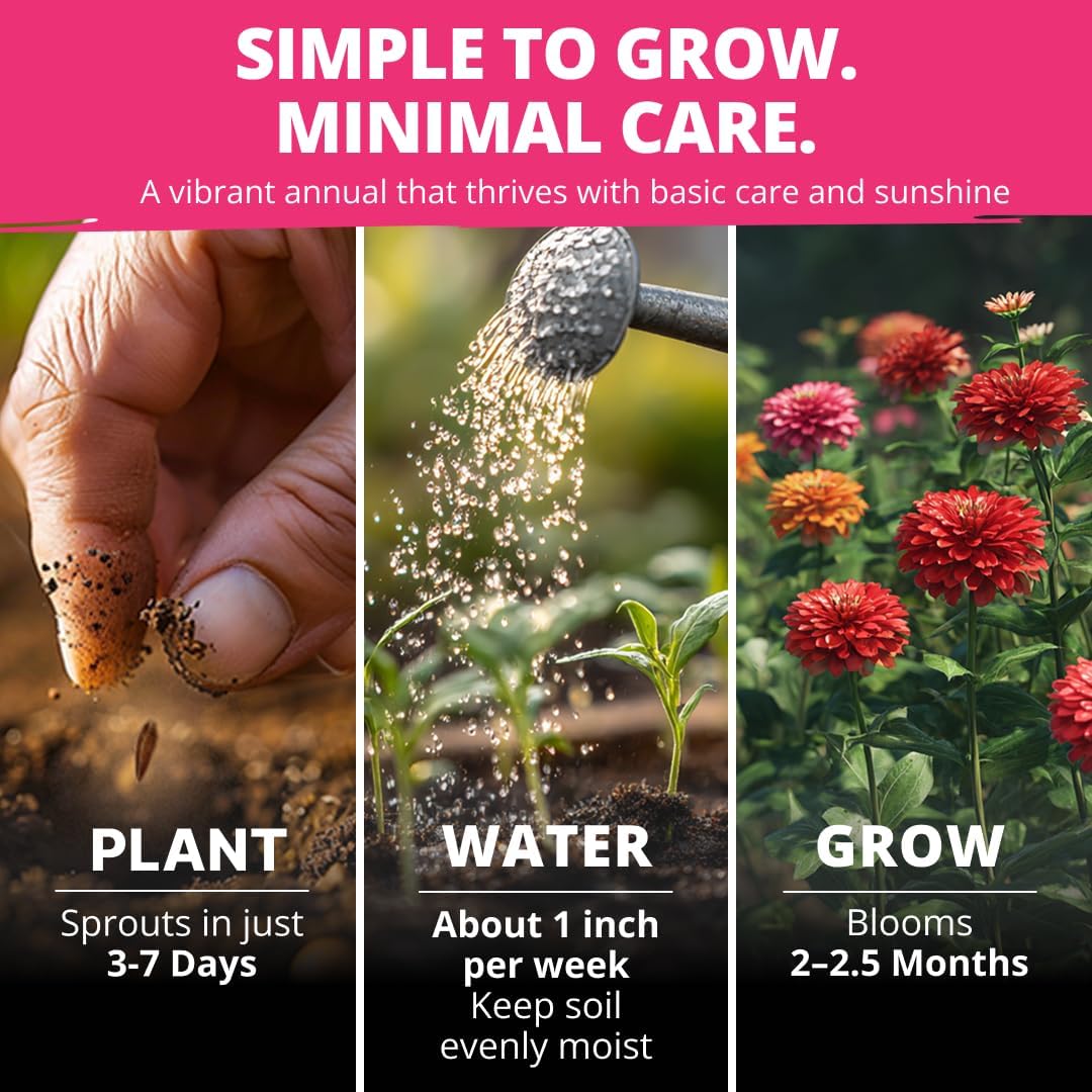 HOME GROWN Zinnia Dahlia Seeds Pack for 2026 Non GMO 524 Flower Seeds, Vibrant Zinnia Elegans for Pollinator Gardens, Borders &