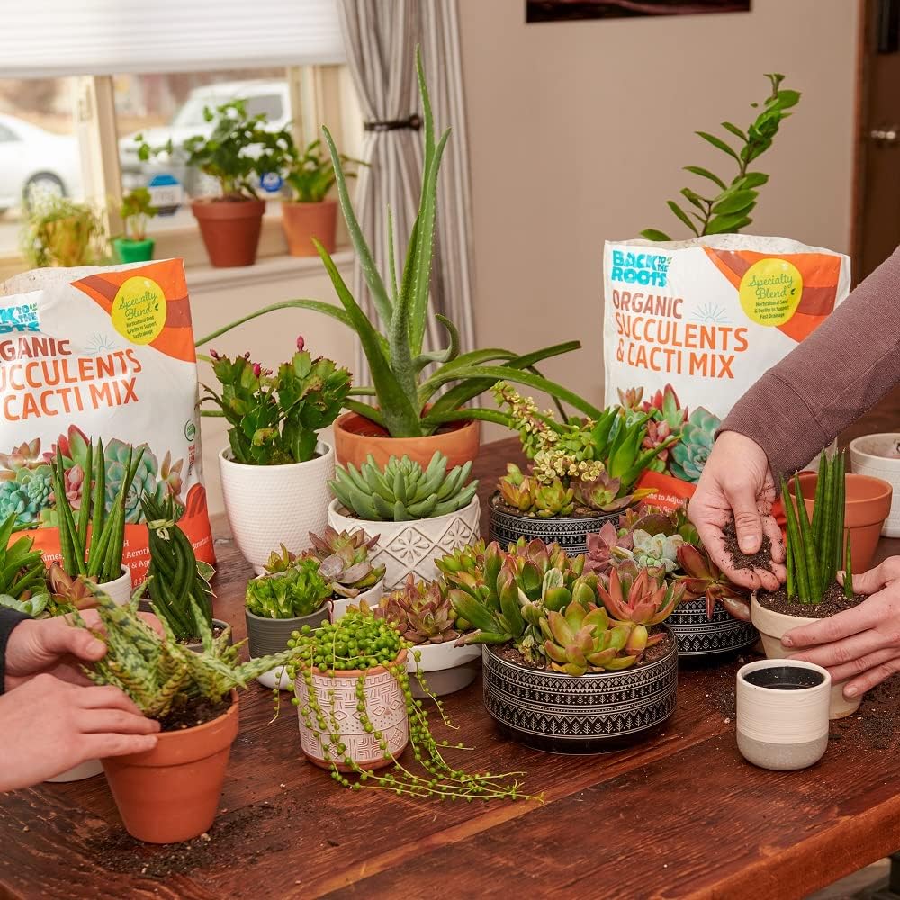 Back to the Roots 100% Organic Succulent & Cacti Mix (6 Quart), Made in the USA, Premium Nutrition for Indoor and Outdoor Plants
