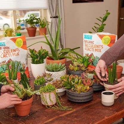 Back to the Roots 100% Organic Succulent & Cacti Mix (6 Quart), Made in the USA, Premium Nutrition for Indoor and Outdoor Plants