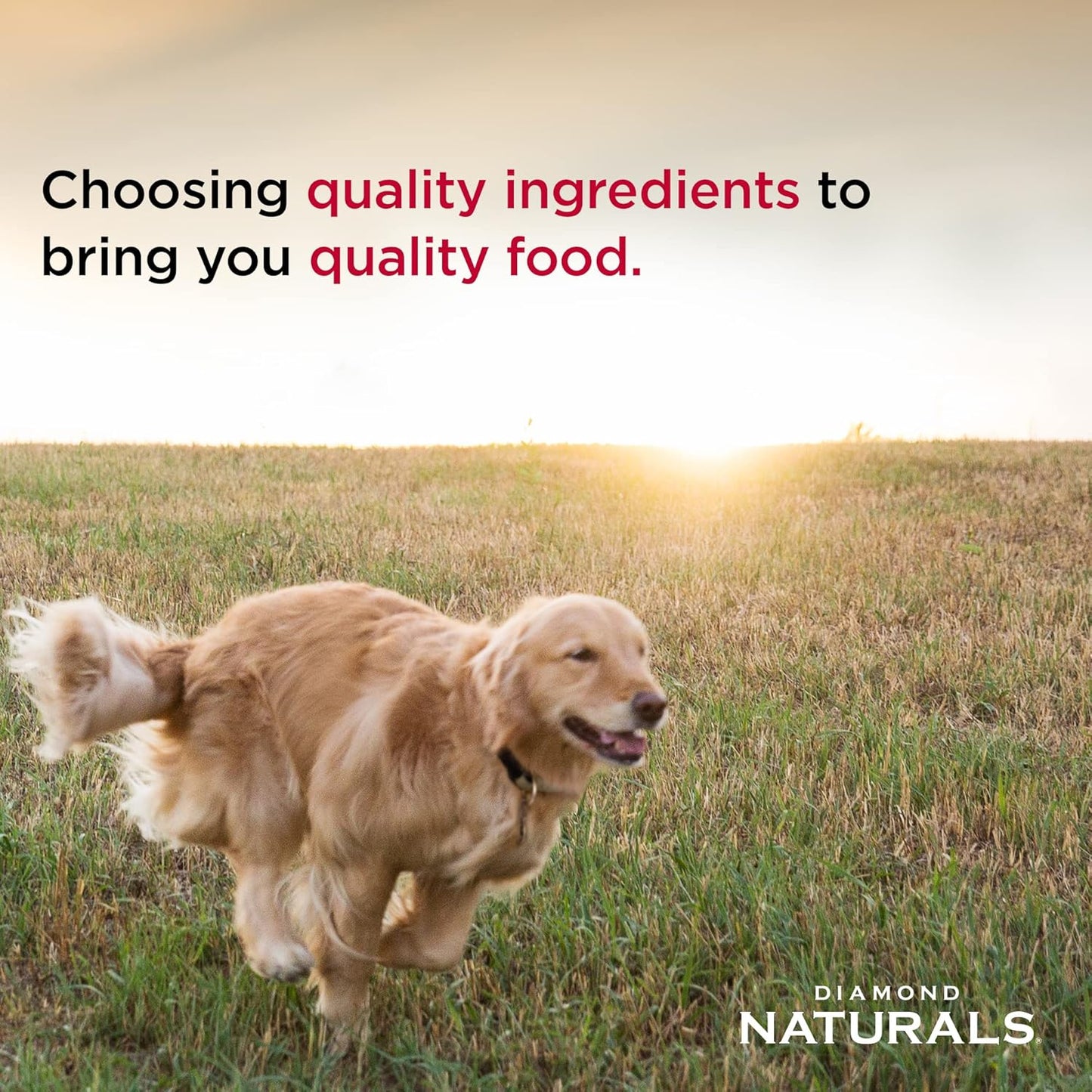 Diamond Naturals Skin & Coat Real Salmon and Potato Recipe Dry Dog Food with Quality Protein, Omega Fatty