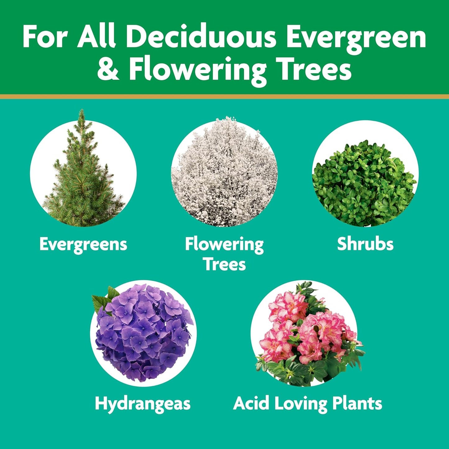 Miracle-Gro Tree and Shrub Plant Food Spikes - Deciduous, Flowering & Evergreen Tree Fertilizer Spikes, Hydrangeas, and Acid-Loving Plants, 12