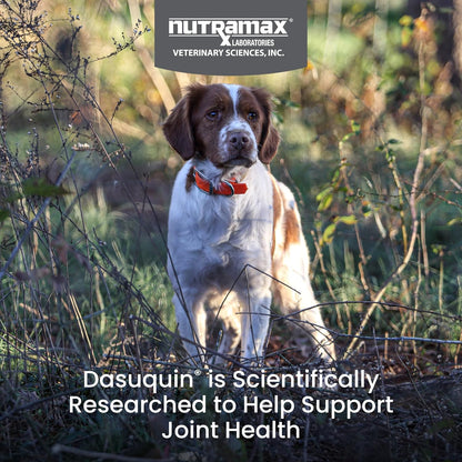 Nutramax Dasuquin for Small to Medium Dogs, Joint Health Supplement, Contains Glucosamine for Dogs, Plus Chondroitin, ASU, MSM and