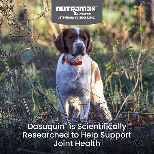 Nutramax Dasuquin for Small to Medium Dogs, Joint Health Supplement, Contains Glucosamine for Dogs, Plus Chondroitin, ASU, MSM and