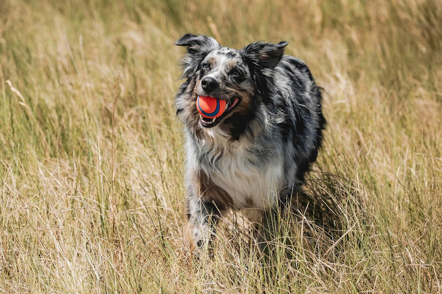 Chuckit! Ultra Ball Dog Toy - Medium Bouncy Fetch Balls For Dogs 20-60 lbs - Made from Durable Rubber - Floating Water Pet Toys - Size Medium -